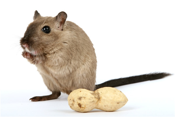陕西灭老鼠公司利用鼠的特性来做针对性方案