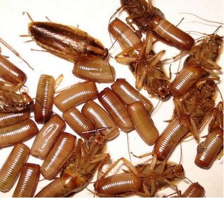 西安灭蟑螂公司给你介绍灭蟑螂的知识