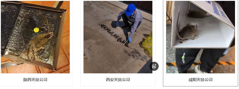 西安灭老鼠解析常见灭鼠技巧公开，助你轻松搞定老鼠